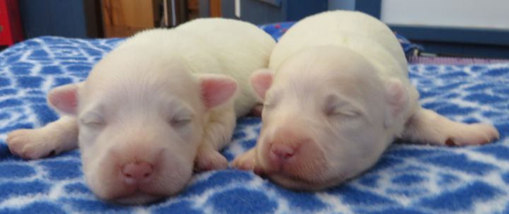 Abby's 2 boys at 1 week